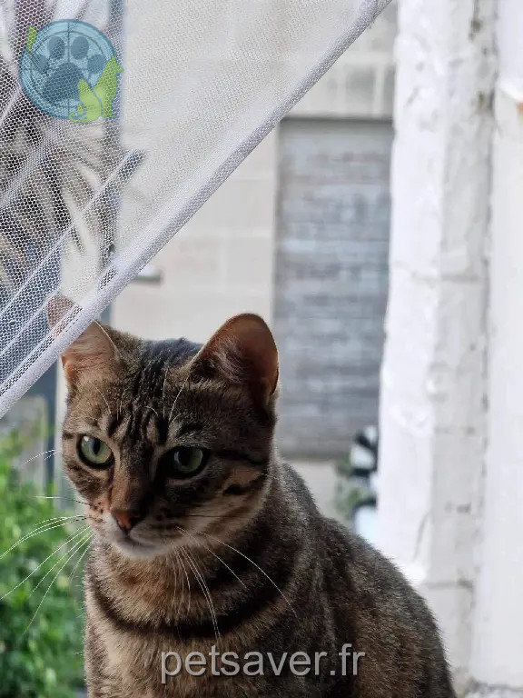 Chatte Perdue 33 Gironde Bordeaux - Jude Chatte Perdue 33 Gironde Bordeaux - Jude