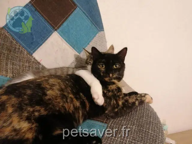 chatte lost    Bordeaux Lili