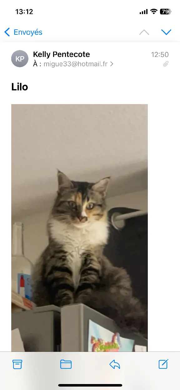 Chatte Perdue 33 Gironde Bordeaux - Lilo Chatte Perdue 33 Gironde Bordeaux - Lilo