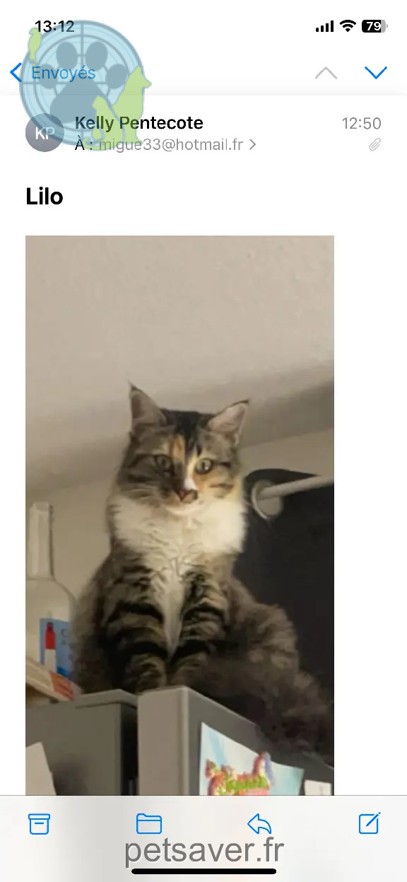 Chatte Perdue 33 Gironde Bordeaux - Lilo Chatte Perdue 33 Gironde Bordeaux - Lilo