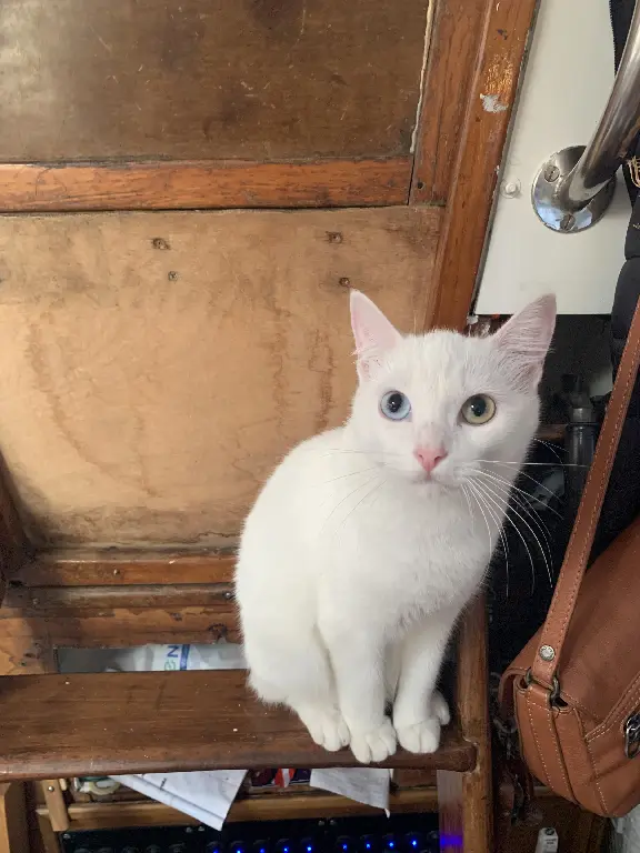 Chatte Perdue 33 Gironde Bordeaux - Manille Chatte Perdue 33 Gironde Bordeaux - Manille