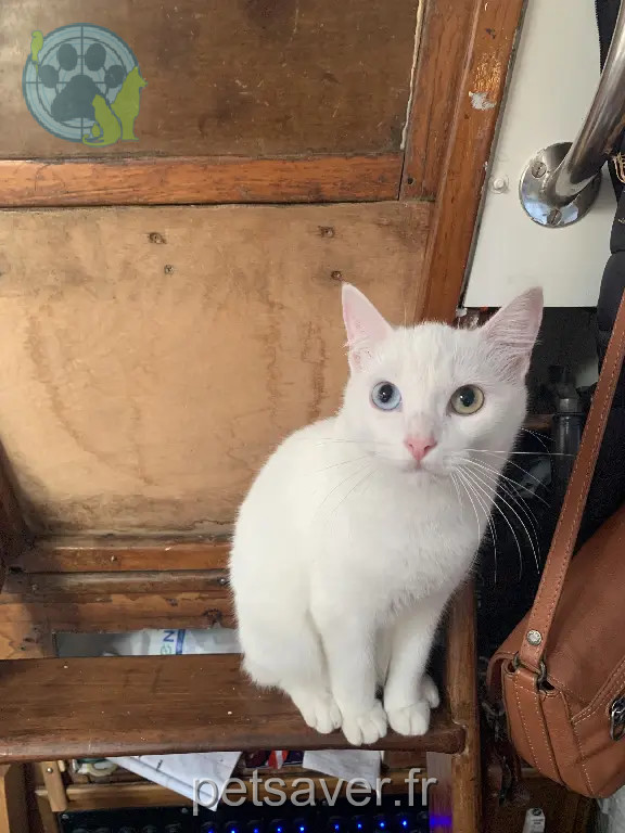 Chatte Perdue 33 Gironde Bordeaux - Manille Chatte Perdue 33 Gironde Bordeaux - Manille