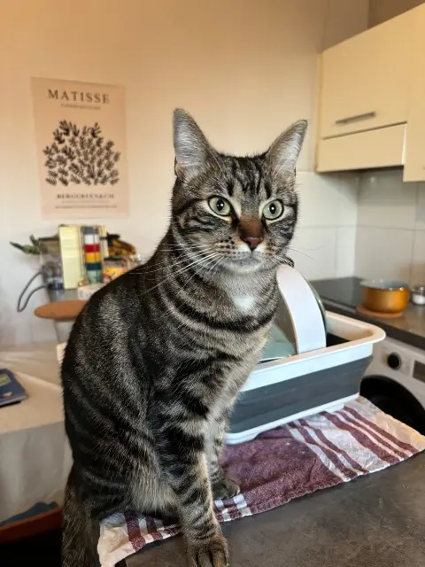 chatte lost    Bordeaux Maria