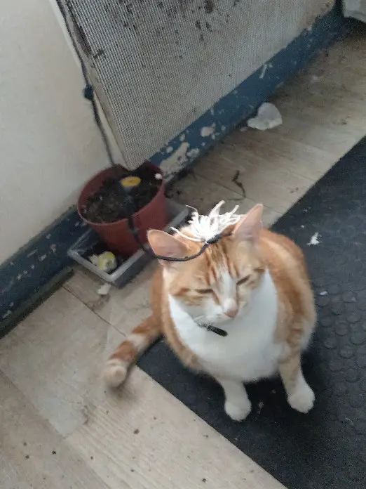Chatte Perdue 33 Gironde Bordeaux - Marla Chatte Perdue 33 Gironde Bordeaux - Marla