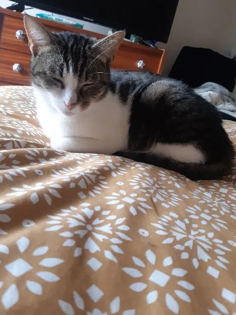 chatte lost    Bordeaux Mimiche