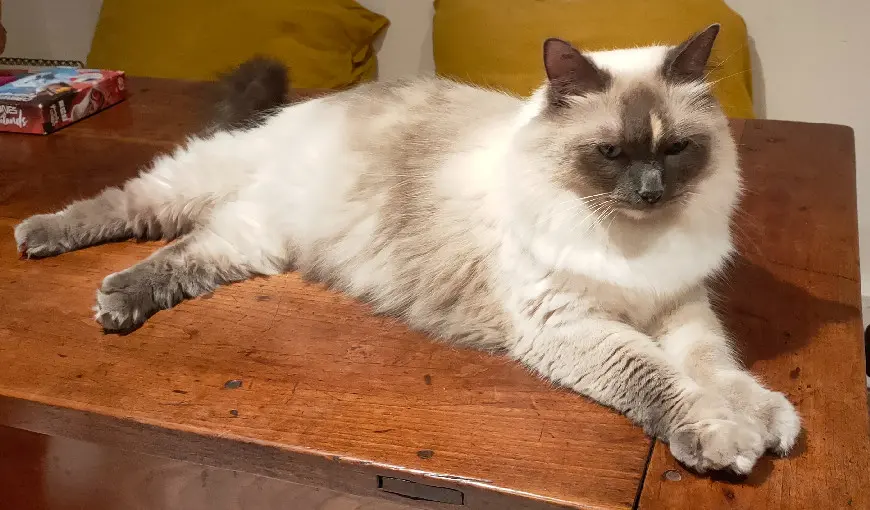 Chatte Perdue 33 Gironde Bordeaux - Momo Chatte Perdue 33 Gironde Bordeaux - Momo