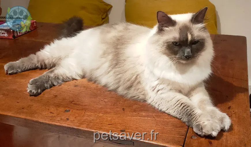 Chatte Perdue 33 Gironde Bordeaux - Momo Chatte Perdue 33 Gironde Bordeaux - Momo