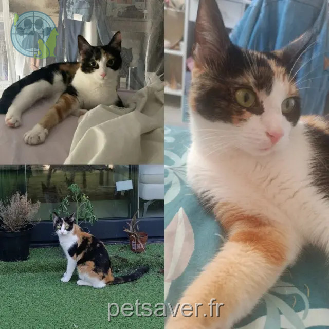 gata perdida Bordeaux Mona gata lost Bordeaux Mona