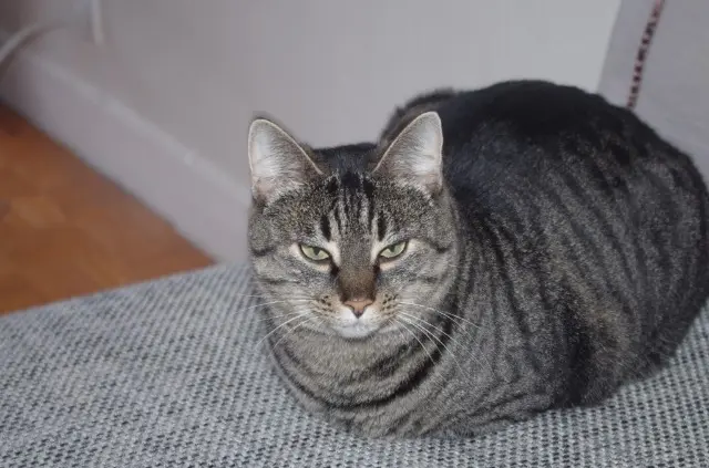 chatte lost    Bordeaux Moumoute