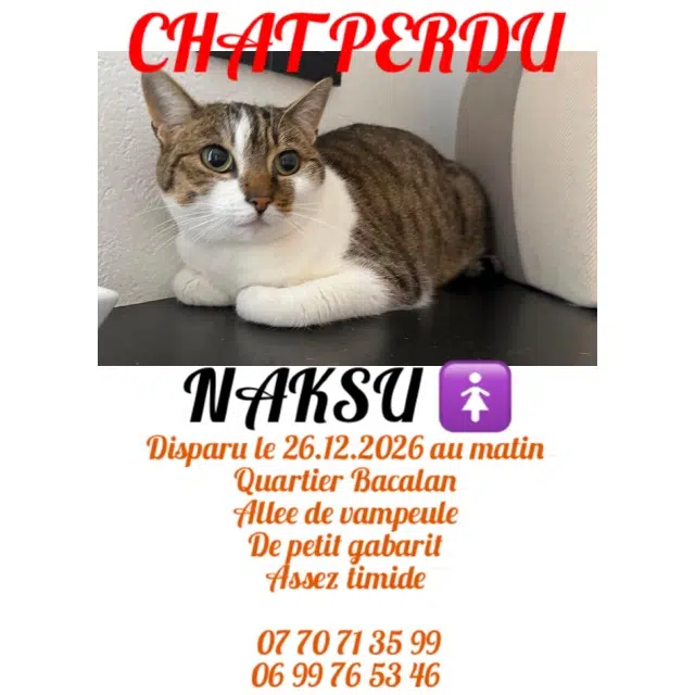 chatte lost    Bordeaux Naksu