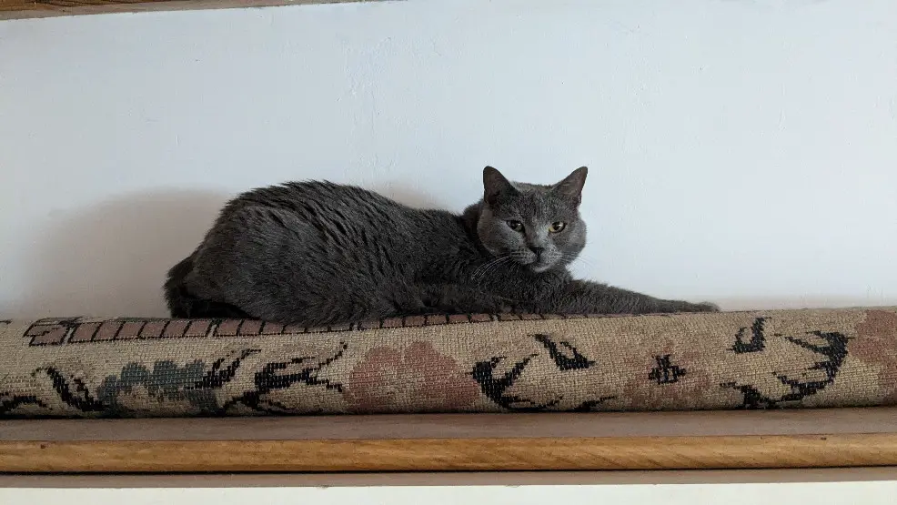 Chatte Perdue 33 Gironde Bordeaux - Olga Chatte Perdue 33 Gironde Bordeaux - Olga