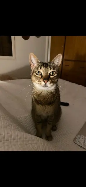 chatte lost    Bordeaux Paillette