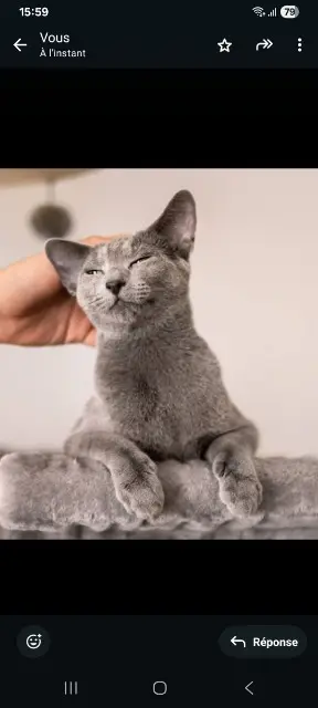 chatte lost    Bordeaux Petipat