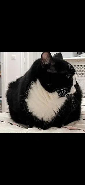 chatte lost    Bordeaux Pishy