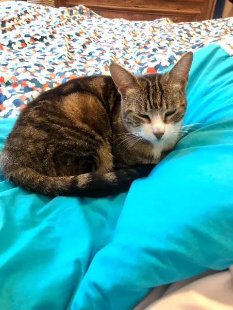 chatte lost    Bordeaux Plume