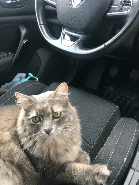 chatte lost    Bordeaux Ptite fée