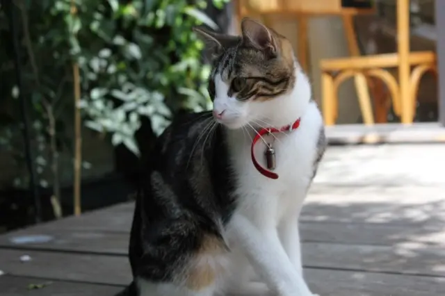 chatte lost    Bordeaux Pupille