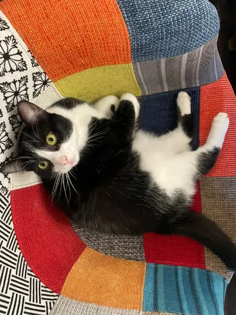 chatte lost    Bordeaux Rosie