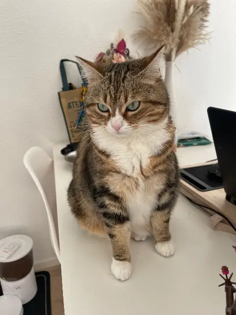 chatte lost    Bordeaux Sana