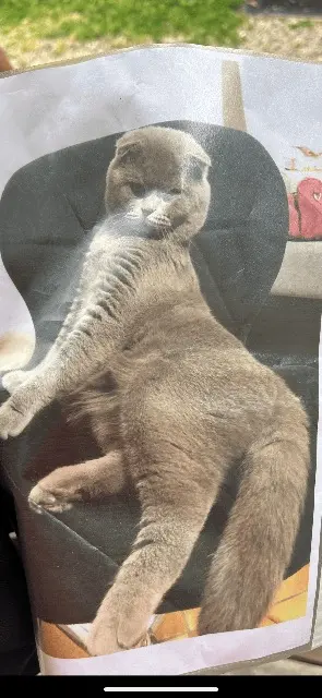 chatte lost    Bordeaux Sans nom