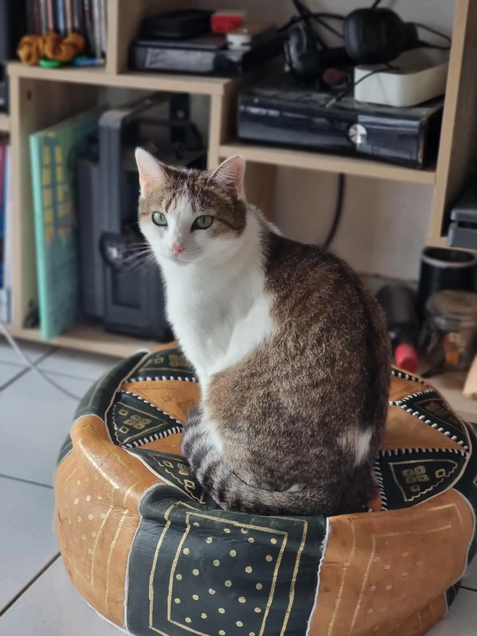 chatte lost    Bordeaux Soja