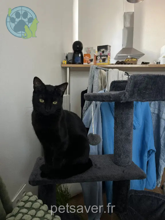Chatte Perdue 33 Gironde Bordeaux - Spooky Chatte Perdue 33 Gironde Bordeaux - Spooky