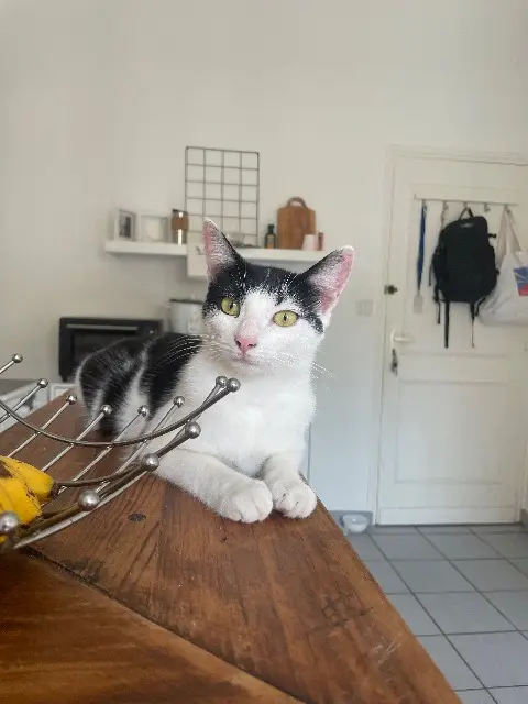 chatte lost    Bordeaux Tana