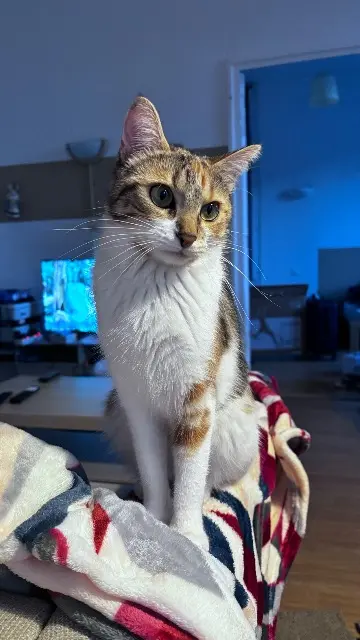 chatte lost    Bordeaux Utopya