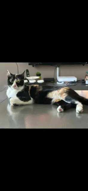 chatte lost    Bordeaux Yoko