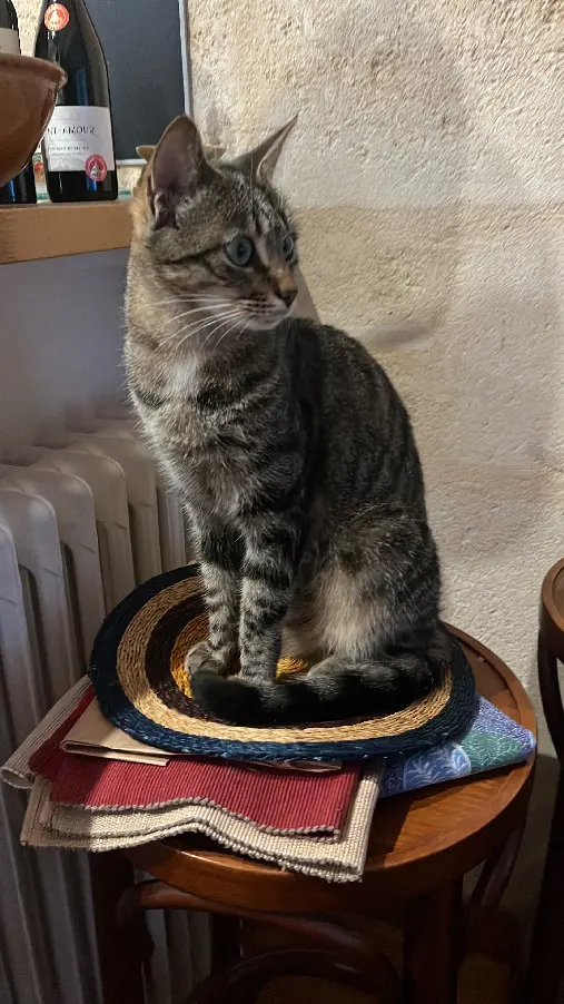 Chatte Perdue 33 Gironde Bordeaux - Zolla Chatte Perdue 33 Gironde Bordeaux - Zolla