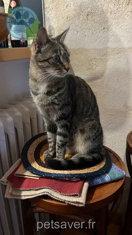 Chatte Perdue 33 Gironde Bordeaux - Zolla Chatte Perdue 33 Gironde Bordeaux - Zolla