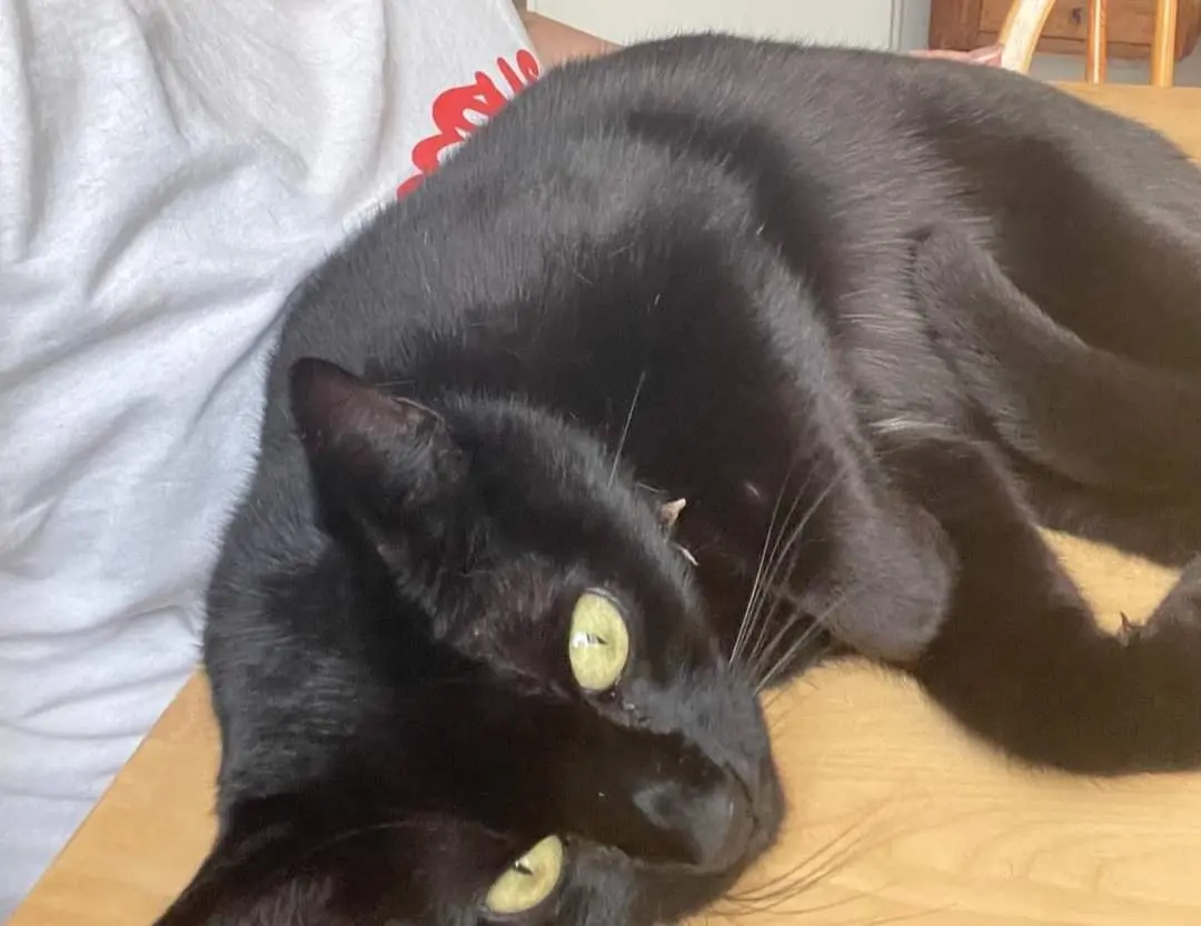 Chatte Perdue 33 Gironde Bordeaux Chatte Perdue 33 Gironde Bordeaux