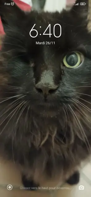 chatte lost   33400 Talence Boubie ou bibou