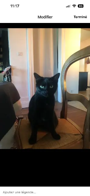 chatte lost   33350 Castillon-la-Bataille Onyx