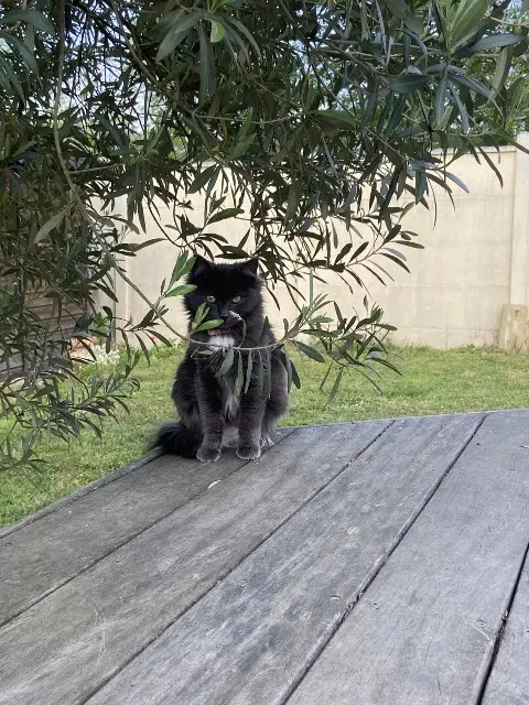 chatte lost   33290 Blanquefort Channel