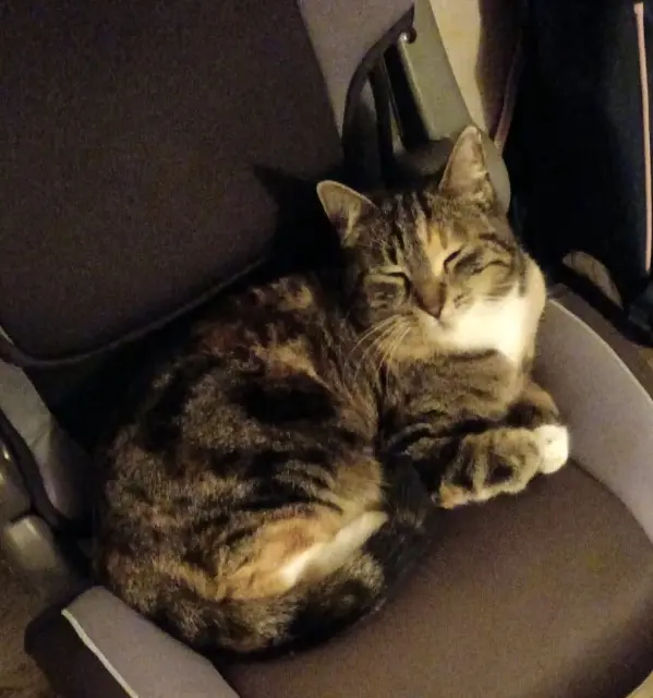 chatte lost   33250 Pauillac Chantal JUTEL