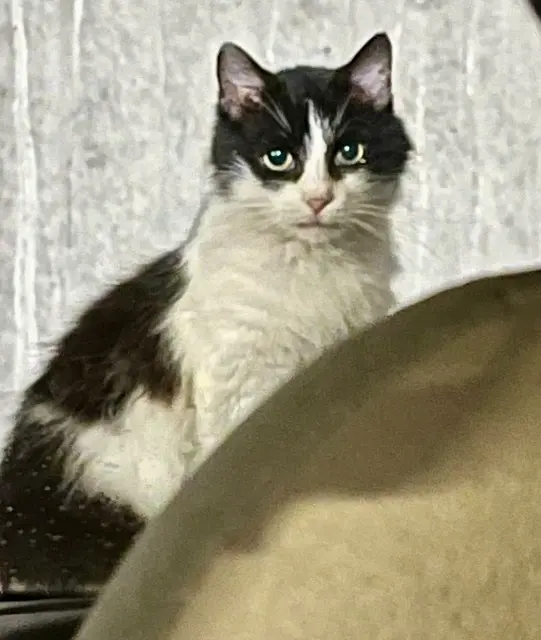 chatte lost   33320 Eysines Chatte errante