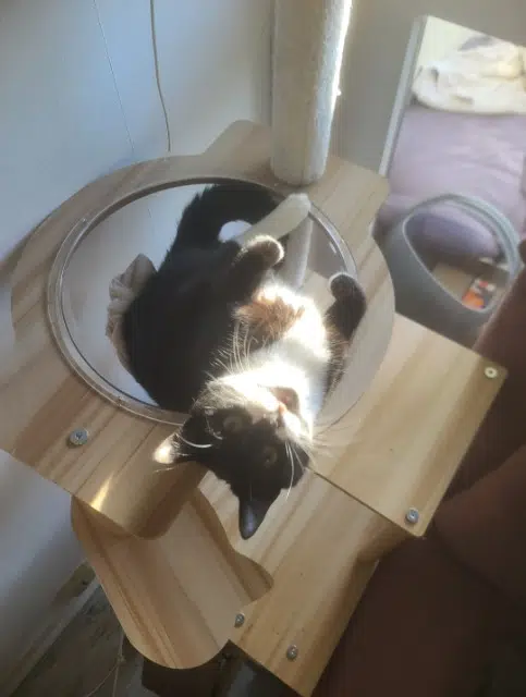 chatte lost   33400 Talence Chaussette