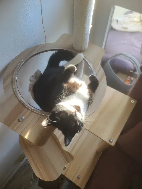 chatte lost   33400 Talence Chaussette