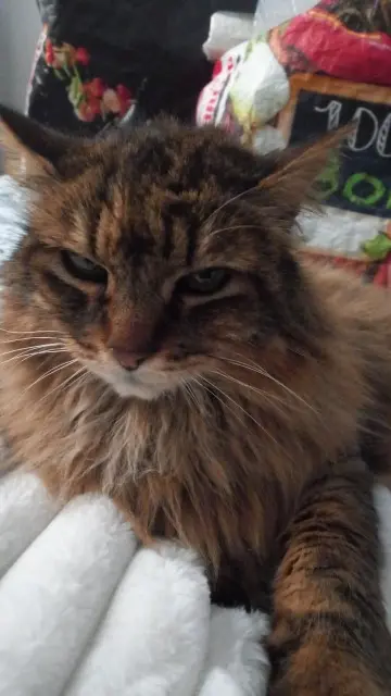 chatte lost   33830 Belin-Béliet Chiatique
