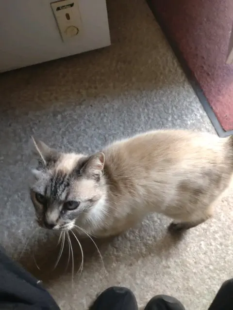 chatte lost   33640 Castres-Gironde Chipie