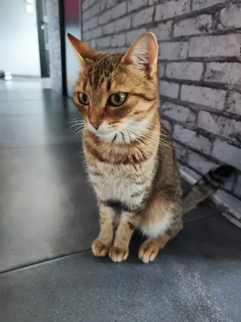Chatte Perdue 33 Gironde - Chipie Chatte Perdue 33 Gironde - Chipie