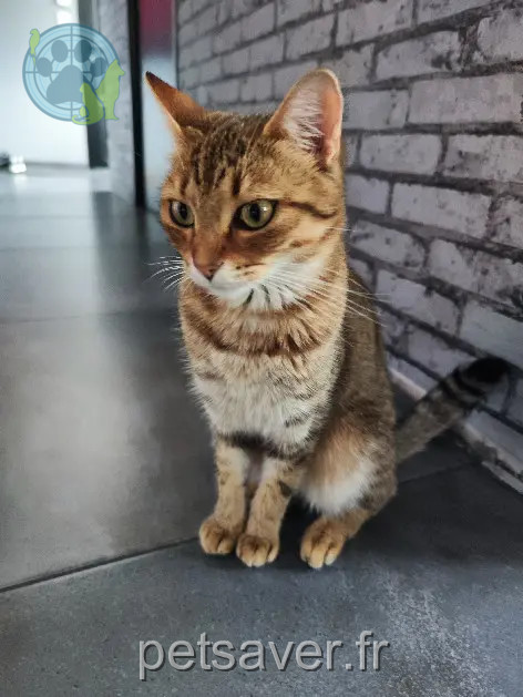 Chatte Perdue 33 Gironde - Chipie Chatte Perdue 33 Gironde - Chipie
