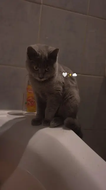 chatte lost   33500 Libourne Choupette