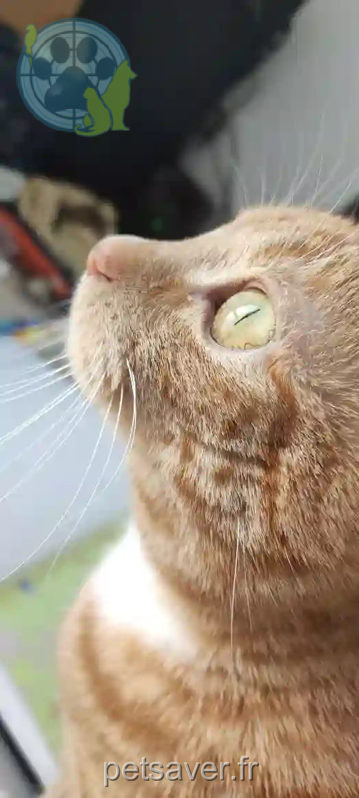 Chatte Perdue 33 Gironde - Choupette Chatte Perdue 33 Gironde - Choupette