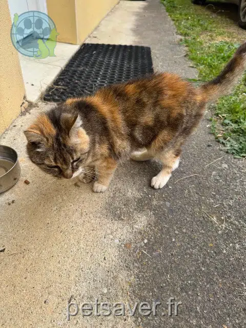 chatte lost   33620 Cézac Chouquette