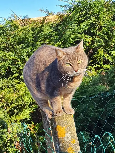 chatte lost   33450 Saint-Sulpice-et-Cameyrac Chpie