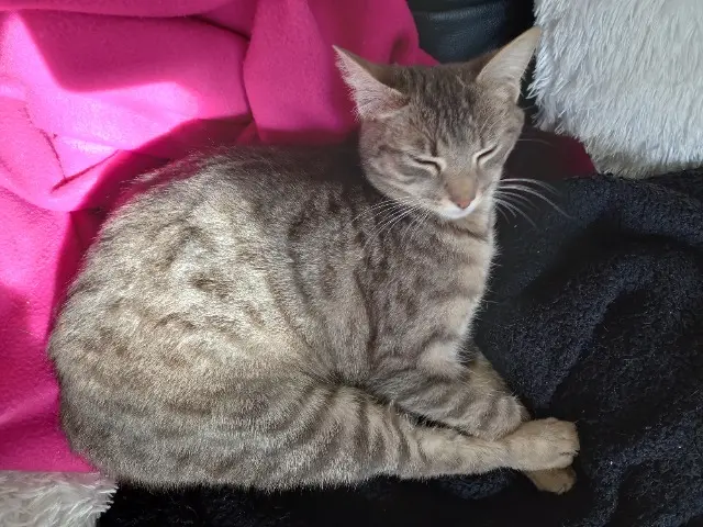 chatte lost   33530 Bassens CLOCHETTE