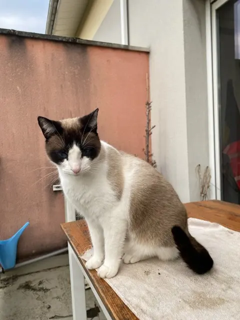 chatte lost   33600 Pessac Coco
