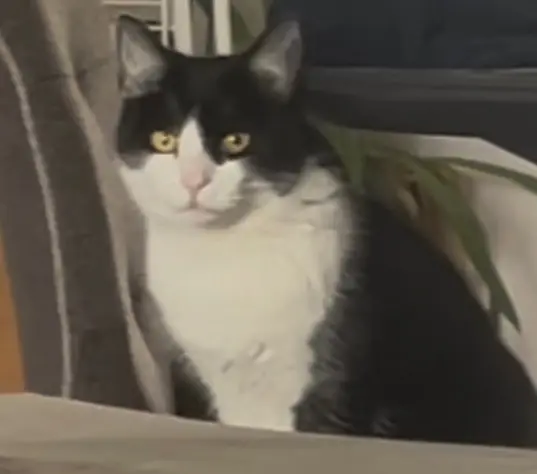 chatte lost   33124 Savignac Cookie